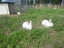 NZ White X Californian Baby Rabbits Carousel 1