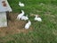 NZ White X Californian Baby Rabbits Carousel 2