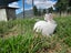 NZ White X Californian Baby Rabbits Carousel 3