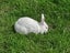 NZ White X Californian Baby Rabbits Carousel 4