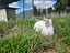 NZ White X Californian Baby Rabbits Carousel 5