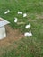 NZ White X Californian Baby Rabbits Carousel 6