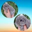 Mini Lop Rabbits Carousel 4