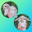 Mini Lop Rabbits Carousel 3