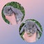 Mini Lop Rabbits Carousel 6