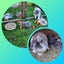 Mini Lop Rabbits Carousel 1