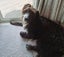 Tucker - beardie/BC cross 4 year old male Carousel 4