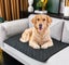 Pet Training Pad Perfect for Housebreaking and Training Your Pets Carousel 1