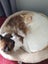 Brothers ragdoll x Burmese to rehome Carousel 13