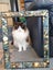 Brothers ragdoll x Burmese to rehome Carousel 14