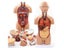 Human Anatomy 1:6 Translucent Person 4D Master Assembling Toy Human Body Organ Carousel 1