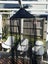 Playboy bed canopy net Carousel 2
