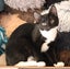 Kitty Haven - Sprax Carousel 2