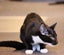 Kitty Haven - Sprax Carousel 3