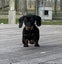 Miniature Dachshund Puppy Carousel 3
