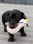 Miniature Dachshund Puppy Carousel 4
