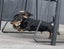 Miniature Dachshund Puppy Carousel 5