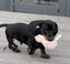 Miniature Dachshund Puppy Carousel 6
