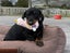 Miniature Dachshund Puppy Carousel 7