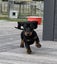 Miniature Dachshund Puppy Carousel 8