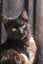 Kitty Haven - Meatball Carousel 2