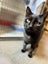 Kitty Haven - Zoey Carousel 6