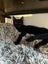 Kitty Haven - Onyx Carousel 2