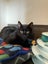 Kitty Haven - Onyx Carousel 3