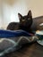 Kitty Haven - Onyx Carousel 4