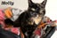 Cats Protection Canterbury - New Arrivals 12/8/25 Carousel 1