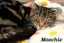 Cats Protection Canterbury - New Arrivals 12/8/25 Carousel 2
