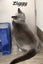Cats Protection Canterbury - New Arrivals 12/8/25 Carousel 3