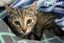 Cats Protection Canterbury - Kittens Carousel 1
