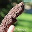 Fossil Poo (TMz282) Carousel 6