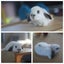 very cute Pure Bred mini Lops Carousel 6