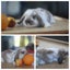 very cute Pure Bred mini Lops Carousel 3
