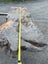 2.1m × 0.8m Ancient Swamp Kauri Slab – Bartop / Hall Table Carousel 13