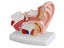1.5X Life Size Human Ear Anatomy Medical Model Non-removable On Base Carousel 3