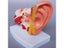 1.5X Life Size Human Ear Anatomy Medical Model Non-removable On Base Carousel 4