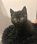 Rescue Kitten Matilda Carousel 1