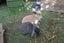 Mini lop bunnies Carousel 1