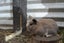Mini lop bunnies Carousel 2