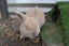 Mini lop bunnies Carousel 3