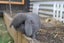 Mini lop bunnies Carousel 4