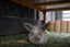 Mini lop bunnies Carousel 5