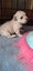 Bishon X Maltese Poodle Carousel 2