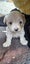 Bishon X Maltese Poodle Carousel 3