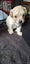 Bishon X Maltese Poodle Carousel 4