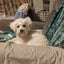 Bishon X Maltese Poodle Carousel 5