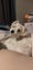 Bishon X Maltese Poodle Carousel 6